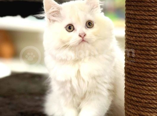 Show Görselli̇ğe Sahi̇p Bri̇ti̇sh Longhair