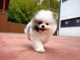 Ayı Surat Pomeranian Boo Yavrularımız
