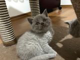 British Shorthair Yavru Kediler Dişi Erkek