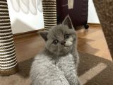 British Shorthair Yavru Kediler Dişi Erkek