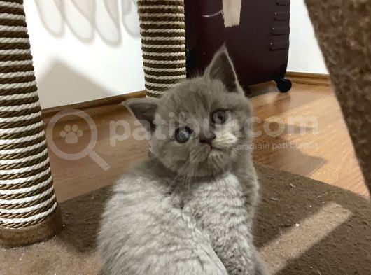 British Shorthair Yavru Kediler Dişi Erkek görsel