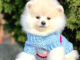 Ayıcık Sevimli Mini Boy Pomeranian Boo Yavrular