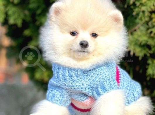 Ayıcık Sevimli Mini Boy Pomeranian Boo Yavrular görsel