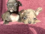 French Bulldog Yavru