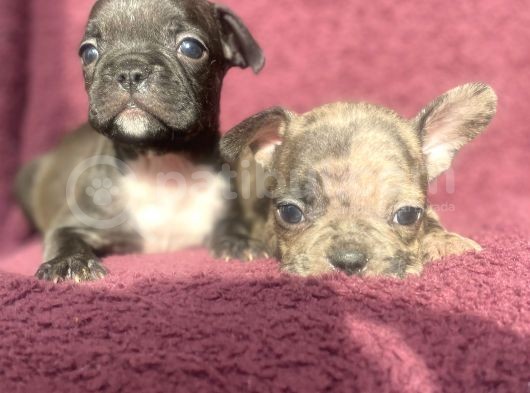 French Bulldog Yavru