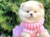 Mini Boy Pomeranian Boo Orjinal Irk Yavrular