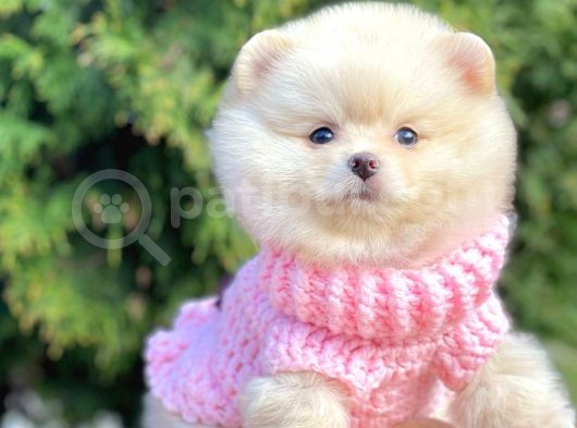 Mini Boy Pomeranian Boo Orjinal Irk Yavrular görsel