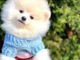 Ayıcık Sevimli Mini Boy Pomeranian Boo Yavrular