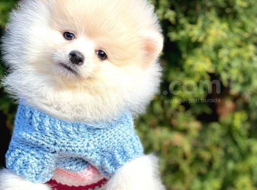 Ayıcık Sevimli Mini Boy Pomeranian Boo Yavrular