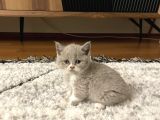 British Shorthair Yavru Kediler Dişi Erkek