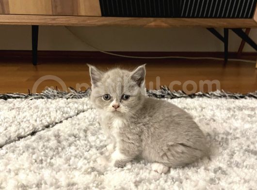 British Shorthair Yavru Kediler Dişi Erkek görsel
