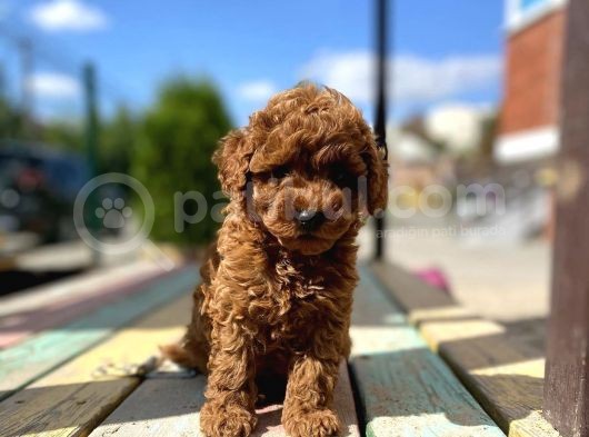 Toy Poodle Bebek Surat Sevimli Yavrular görsel