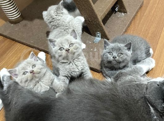 British Shorthair Yavru Kediler Dişi Erkek görsel