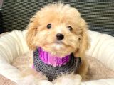 Maltipoo Mix Irk Sevimli Yavrular