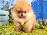 Safkan Pomeranian Boo Yavrularımız