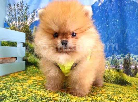 Safkan Pomeranian Boo Yavrularımız görsel