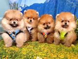 Safkan Pomeranian Boo Yavrularımız