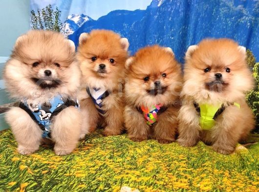 Safkan Pomeranian Boo Yavrularımız görsel