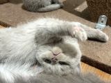 British Shorthair Yavru Kediler Dişi Erkek