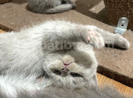 British Shorthair Yavru Kediler Dişi Erkek görsel