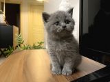 British Shorthair Yavru Kediler Dişi Erkek