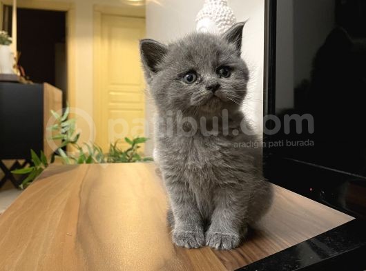 British Shorthair Yavru Kediler Dişi Erkek görsel