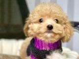 Maltipoo Mix Irk Sevimli Yavrular
