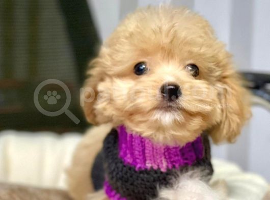 Maltipoo Mix Irk Sevimli Yavrular görsel