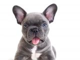 Blue Frenchbulldog Mavi Gözlü Safkan Orjinal Kaliteli