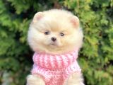 Mini Boy Pomeranian Boo Orjinal Irk Yavrular