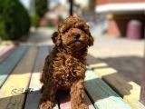 Toy Poodle Bebek Surat Sevimli Yavrular