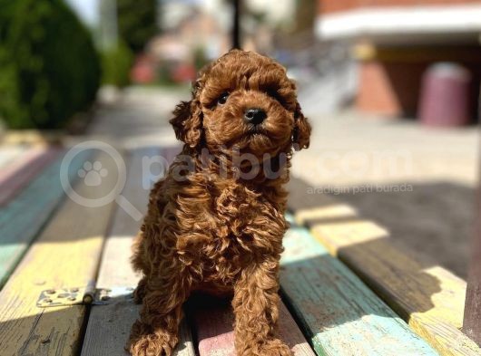 Toy Poodle Bebek Surat Sevimli Yavrular görsel