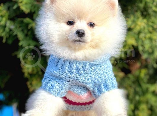 Ayıcık Sevimli Mini Boy Pomeranian Boo Yavrular görsel