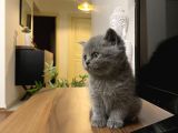 British Shorthair Yavru Kediler Dişi Erkek