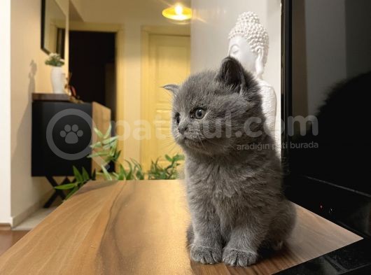 British Shorthair Yavru Kediler Dişi Erkek