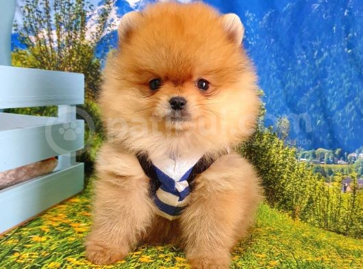 Safkan Pomeranian Boo Yavrularımız görsel