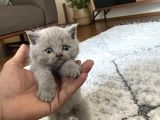 British Shorthair Yavru Kediler Dişi Erkek