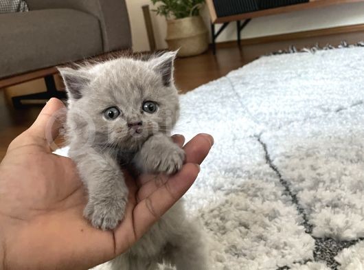 British Shorthair Yavru Kediler Dişi Erkek görsel