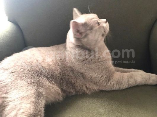 7 Aylık Kedimizi Sahiplendiriyoruz görsel