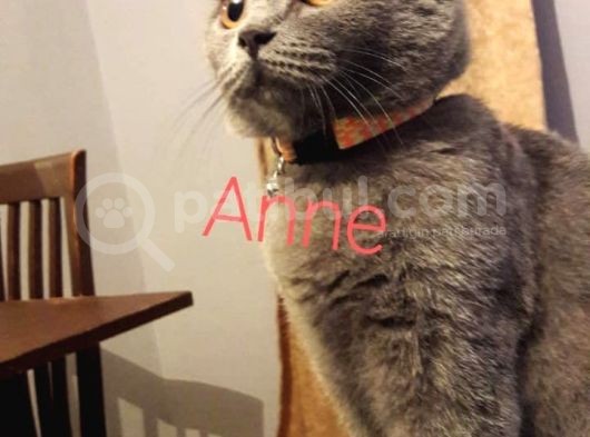British Shorthair görsel