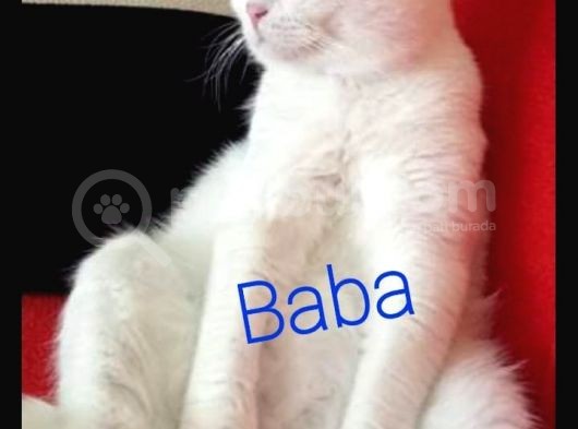 British Shorthair görsel