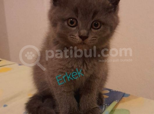 British Shorthair görsel