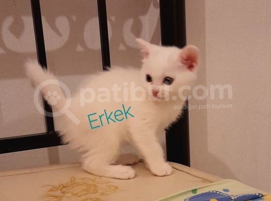 British Shorthair görsel