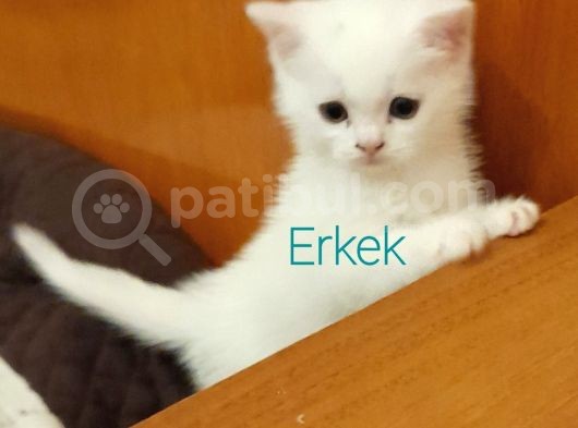 British Shorthair görsel