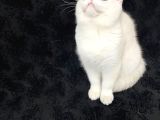 Full Secereli 6 Aylik erkek Orijinal British Shorthair