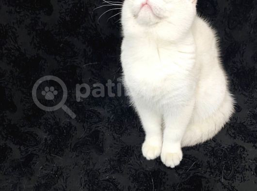Full Secereli 6 Aylik Erkek Orijinal British Shorthair
