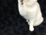 Full Secereli 6 Aylik Erkek Orijinal British Shorthair