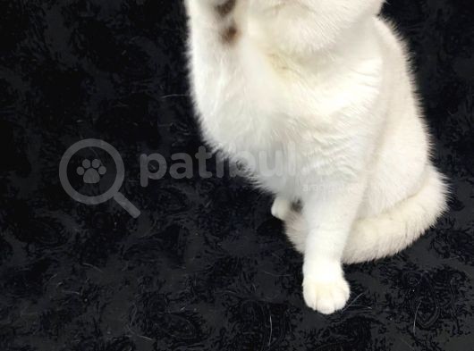 Full Secereli 6 Aylik Erkek Orijinal British Shorthair görsel
