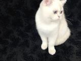 Full Secereli 6 Aylik Erkek Orijinal British Shorthair