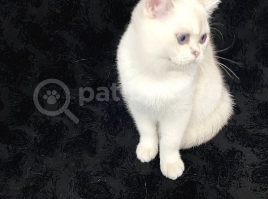 Full Secereli 6 Aylik Erkek Orijinal British Shorthair görsel